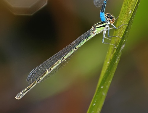 Female
2008_07_21_NC